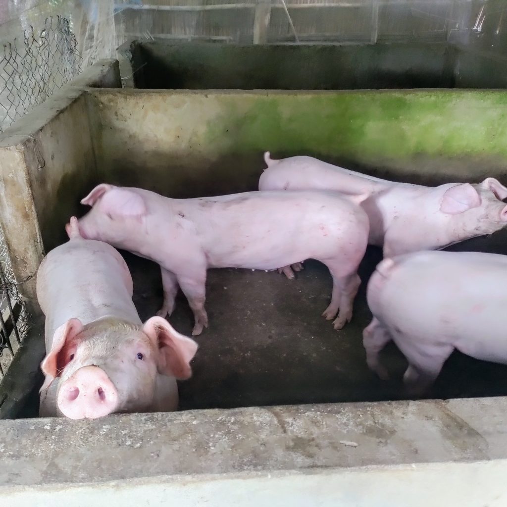 Hình ảnh này chưa có thuộc tính alt; tên tệp của nó là Pigs--1024x1024.jpg
